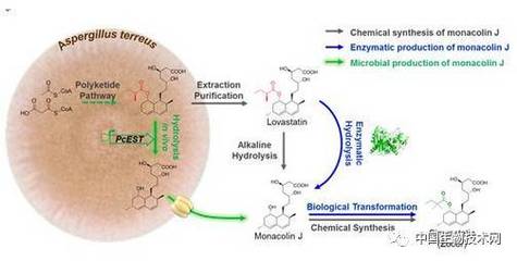 青岛能源所降血脂药物辛伐他汀前体物 Monacolin J 生物合成研究获进展